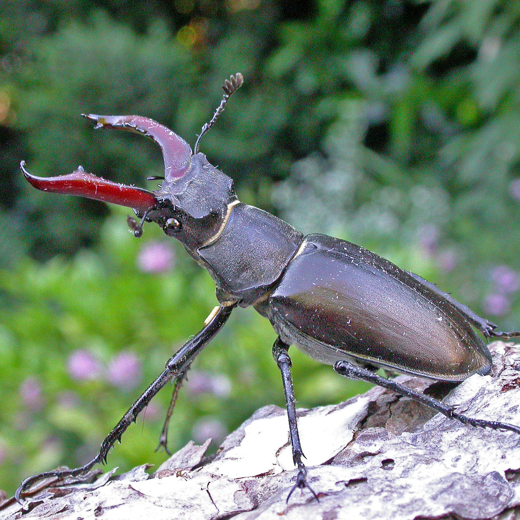 Stag beetle Suffolk Biodiversity Information Service